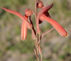 Image result for Aloe ribauensis