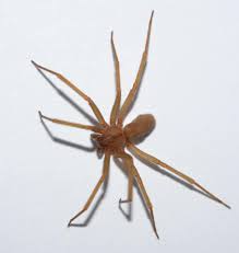 Huntsman spiders feed on household pests. Seasonal Pests Which Are Most Common In What Months