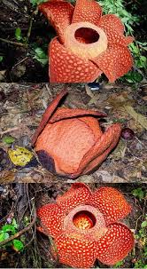 Rafflesia The World S Largest Bloom Video Rafflesia World S Largest Bloom Flower Flora Flowers Plant Fungus Beautiful Flowers
