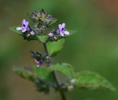 Image result for Mesosphaerum suaveolens