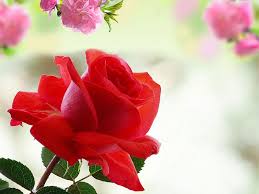 You can also use good morning flowers for her to wish your girlfriend and make their day more beautiful, fresh and odorous like. Red Rose Wallpapers Free Download Group 70