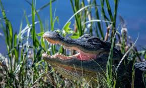 Alligator Vs Crocodile: Who Would Really Win In A Fight? - Newsweek