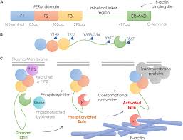Metastatic disease (also known as stage 4) is usually not curable by todays treatments. Frontiers Ezrin Mediates Invasion And Metastasis In Tumorigenesis A Review Cell And Developmental Biology