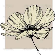Cosmos Flower Stock Vector C Oksana Vakhlakova 6608214 Flower Drawing Flower Sketches Flower Drawing Images