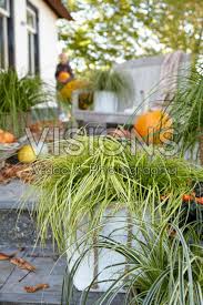 Image result for Carex steudneri