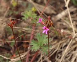 Image result for Pelargonium grossularioides
