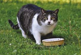 Semacam nutrisi untuk dietnya gitu, dan kandungannya juga dinilai aman sedikit tips kalau mau beli makanan kucing yang dry food untuk pertama kali, cari tau 3 kandungan pertamanya. 10 List Harga Makanan Kucing Terbaik Blibli Friends