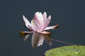 Nilüfer çiçeğinin diğer bir adı lotus çiçeği olarak anılır. Nilufer Cicek Doga Pixabay De Ucretsiz Fotograf
