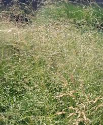 Image result for Sporobolus panicoides