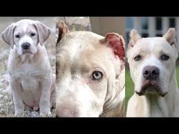 Skinny and tapered at the end and here are some typical breeds that experience it. Dog Ear Cropping Before After Surgery And Fully Healed Youtube
