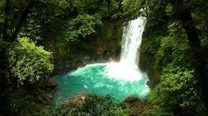 Some of the more prominent plant species include palm trees, ferns, bromeliads, and orchids. Tenorio Volcano National Park Costa Rica