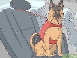 Check spelling or type a new query. 3 Easy Ways To Travel A Long Distance With A Dog Wikihow
