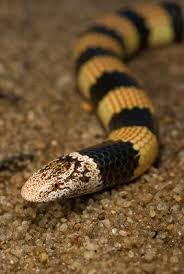 Black And Yellow Banded Snake Texas Desert Banded Snake Simoselaps Bertholdi Also Known As The Jan S Banded Snake Snakes Reptiles Topanimals Snake Reptiles And Amphibians Reptiles