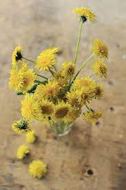 Dandelion Muffins Lowenzahn Blumen Bilder