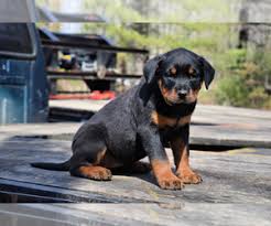 Our beautiful beyonce has blessed us with 12 beautiful babies!! View Ad Rottweiler Puppy For Sale Near Massachusetts West Brookfield Usa Adn 190918