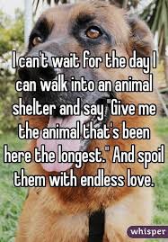 I Kinda Did That With My Cat Shed Been There So Long Thrre Was No Adoption Fee Shes Such A Blessing As So Loved My Mina Girl Animal Shelter Dogs Animals