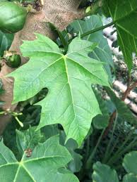 Image result for Vasconcellea