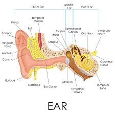 The middle ear is a small space behind the ear drum that is supposed to be well ventilated by air that normally passes up from behind the nose, through the eustachian tube. How Long Does An Ear Infection Last Plushcare