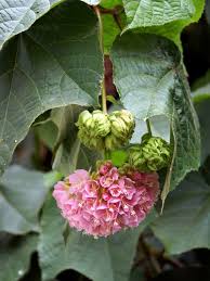 Image result for Dombeya lastii
