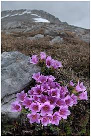L'anno scorso giu lio, il giardiniere, seminò le rose nel giardino. 23 Idee Su Fiore Di Montagna Foto Naturalistiche Primule Montagna