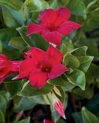 Revive Your Garden With These Sun Loving Plants Plants Red Plants Sun Loving Plants