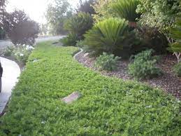 We did not find results for: Ground Cover Myoporum Parvifolium Ground Cover Ground Cover Water Wise Plants Landscape Ground Cover
