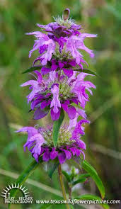 We did not find results for: Thumbnail Index Of Blue Purple Texas Wildflowers Texas Wildflower Pictures By Gary Regner Photograp Purple Wildflowers Wild Flowers Wildflowers Photography