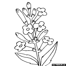 Chrysanthemum is a wonderful plant that is absolutely covered with flowers that are sometimes fragrant. Plant Online Coloring Pages Thecolor Com