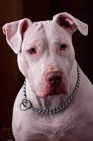 Chris brown capo 1 bm g d a x 2 pitbull bm g d a bm g d a went [intro: File White Pitbull Jpg Wikimedia Commons