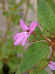 Image result for Impatiens zombensis