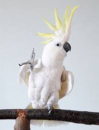 Birds Dancing To Music Snowball The Cockatoo Dances To Music Funny Parrots Cockatoo Parrot Pet