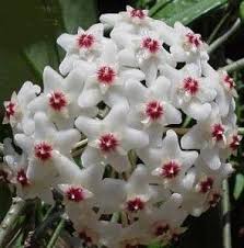 My Favorite Flower From Childhood Hoya Plants Unique Plants Wax Flowers