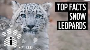 Did you know that each nation. Top 10 Facts About Snow Leopards Wwf