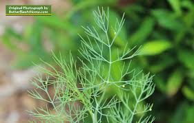 There are a few plants that look like weed or have a few similarities with weed in terms of smell, texture, and look. Black Swallowtail Butterfly Life Cycle Size Identification Photographs Of Swallowtail Eggs And Chrysalis