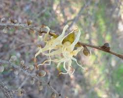 Image result for Hexalobus monopetalus