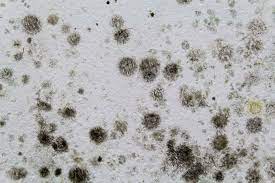 Black Mold On Your Bathroom Ceiling