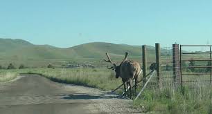 The cattle guard kept cattle and horses out of our yard. Wise Elk Outsmarts Electric Cattle Guard
