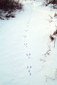 (thank you!) the arrow indicates the direction of travel. Rabbit Tracks Wildlife Illinois