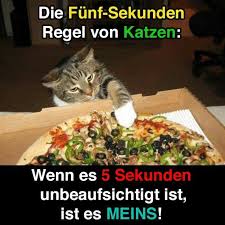 Nach Funf Sekunden Ist Es Meins Katzen Katzen Witze Seltsame Katzen