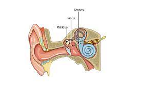 Malleus incus stapes is the independent music project of roth edward conrad. Malleus Incus And Stapes Make Up The Ossicles In Ear