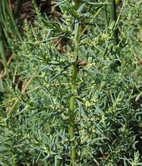 Image result for Suaeda plumosa