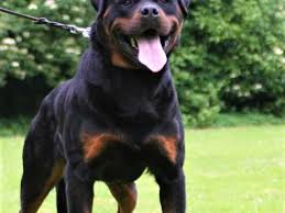 Find rottweiler puppies and breeders in your area and helpful rottweiler information. Serbian Rottweiler Vs German Rottweiler L2sanpiero