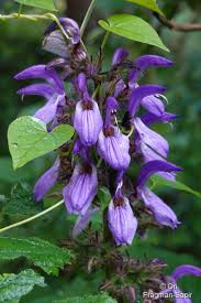 Image result for Brillantaisia madagascariensis