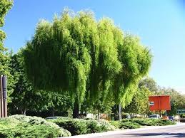 Image result for Maytenus chasei