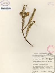 Image result for Pteronia acuminata