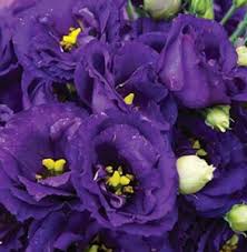 Let's call them faux roses. 7 Flowers That Look Like Roses Whole People