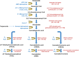 If your carbon monoxide alarm went off, it detected a dangerous level of co gas. Frontiers Cannabinomics Application Of Metabolomics In Cannabis Cannabis Sativa L Research And Development Plant Science