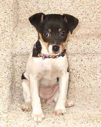 Pin On Rat Terriers