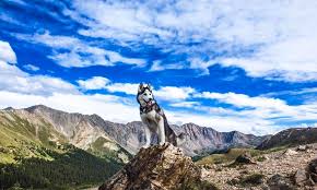 He came into the rescue with an injury that was not treated in enough time resulting in him losi. Siberian Husky Puppies For Sale Midsouth Puppies