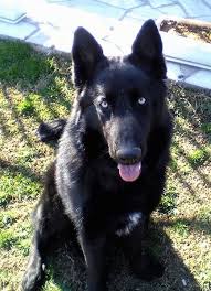 Black And White German Shepherd Painting Front View From Above Looking Down At The Dog A Black With White German Shepherd Belgian Shepherd M Mixed Breed Dogs Dog Breeds Sable German Shepherd Puppies